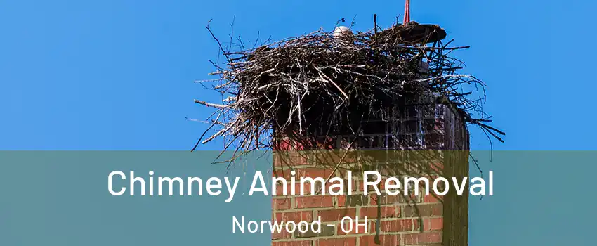  Chimney Animal Removal Norwood - OH